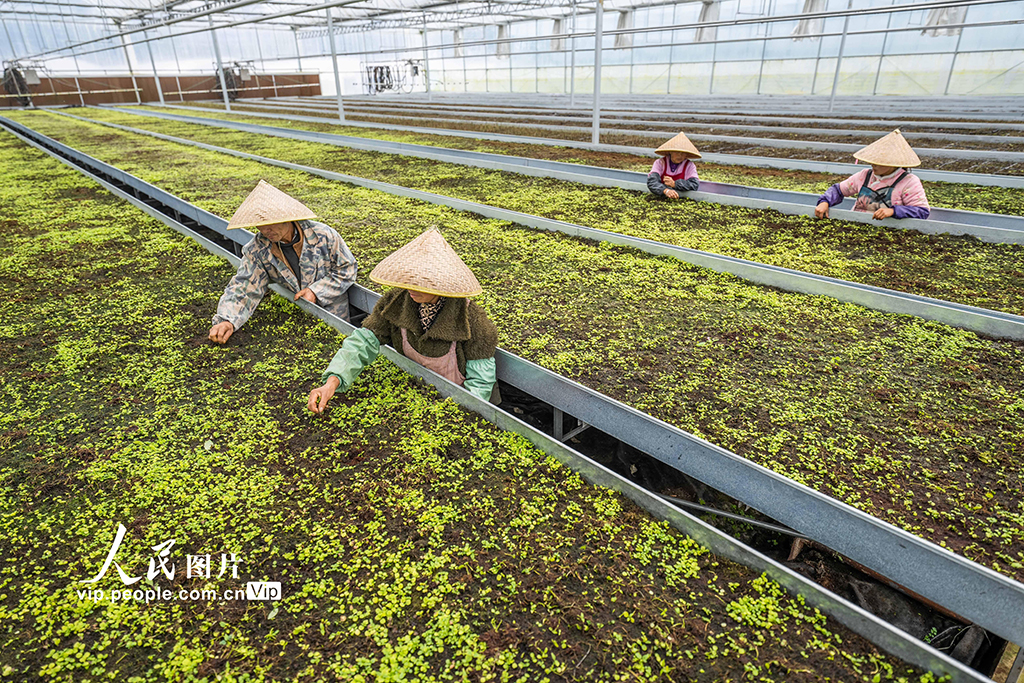 貴州畢節：花卉基地科技+【4】