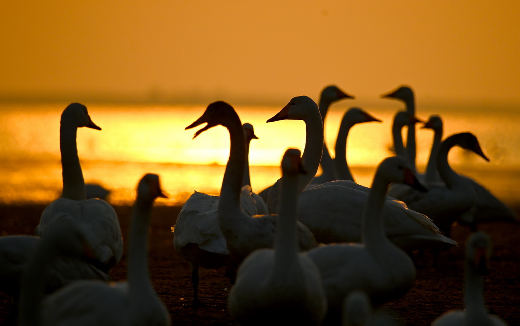 3月6日，在山東榮成成山鎮天鵝湖畔拍攝的大天鵝。
