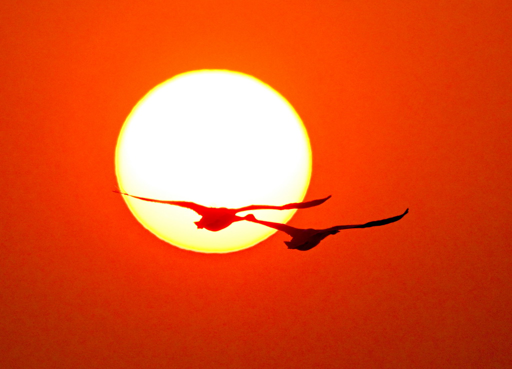 3月6日，山東榮成成山鎮天鵝湖畔，大天鵝在朝陽下飛舞。