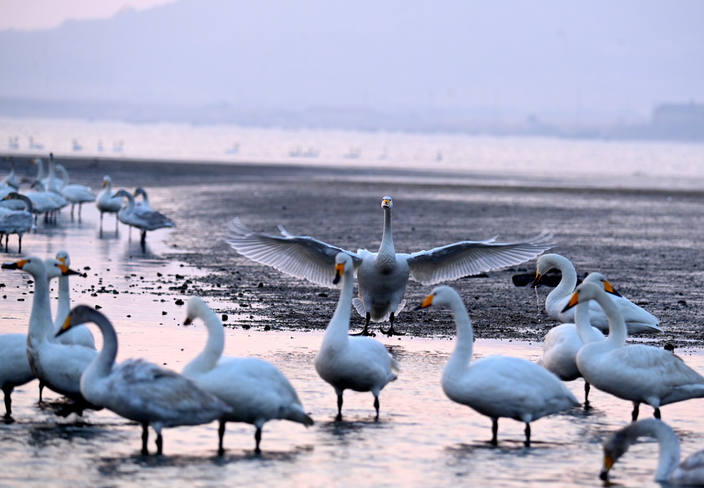 山東榮成：天鵝湖畔