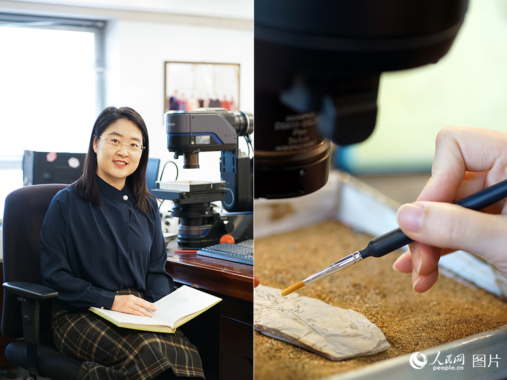 譚笑正在進行古生物科研工作。人民網 周宋雪攝