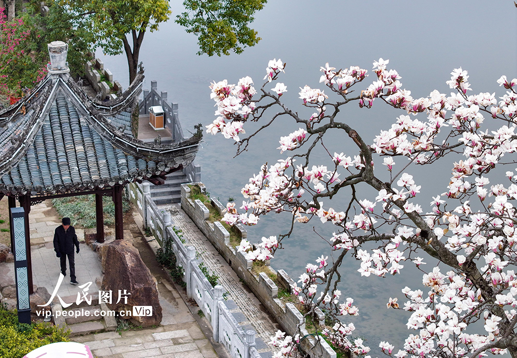 安徽歙縣：玉蘭花開【2】