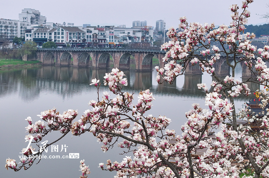 安徽歙縣：玉蘭花開【3】