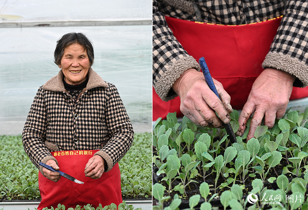 候小專正在給嫩綠的花菜種苗精心間苗。人民網記者 王玉興攝