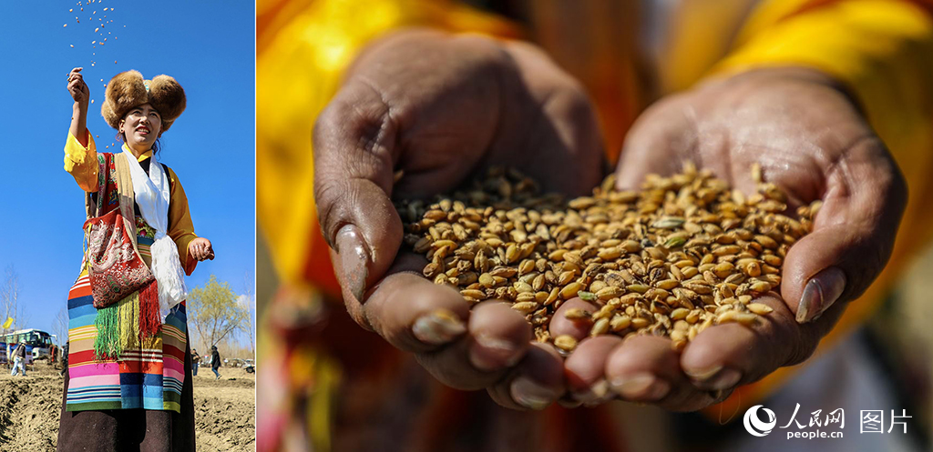 春耕儀式上，一位農村婦女走在田間，播撒第一顆種子。人民網記者 次仁羅布攝