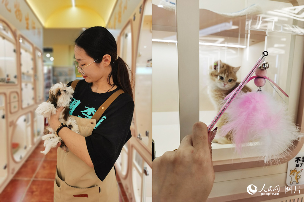 正在看護寵物的董榮續。 人民網記者 王帝元攝