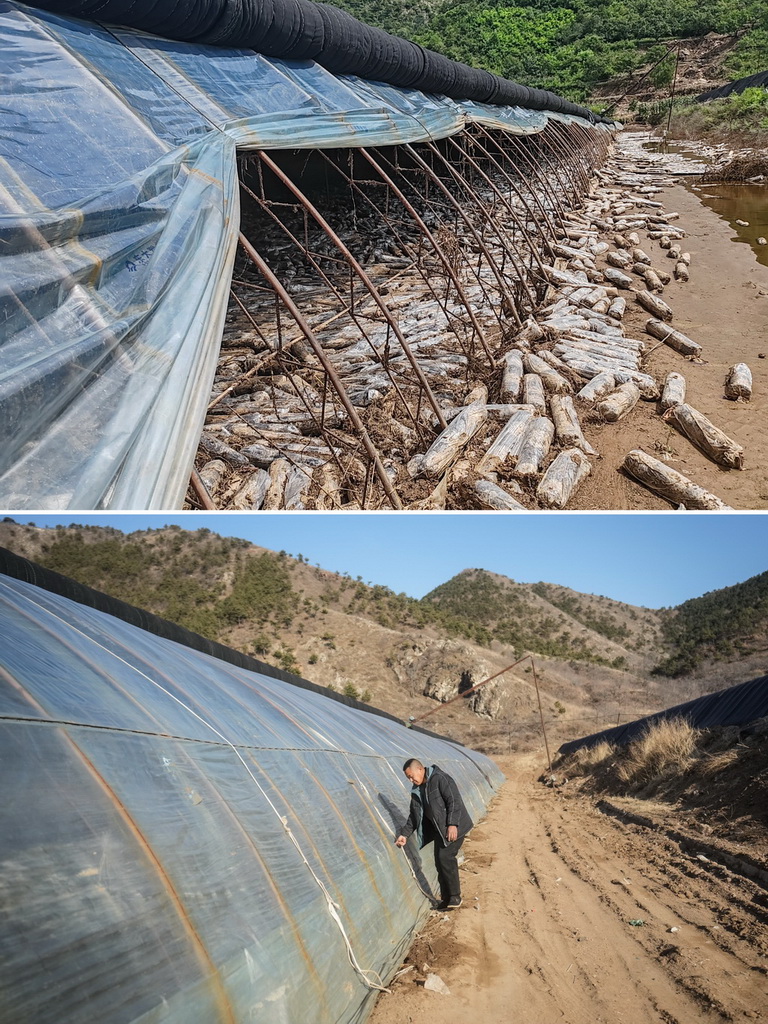 拼版照片：上圖為2024年8月25日在遼寧省葫蘆島市建昌縣拍攝的被洪水沖毀的香菇種植大棚（新華社發）；下圖為2025年3月6日，建昌縣種植戶在香菇種植大棚外檢查大棚膜（新華社記者 潘昱龍 攝）。