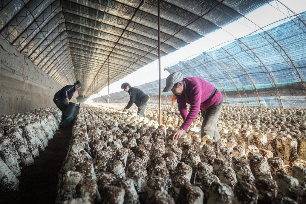 3月6日，在遼寧省葫蘆島市建昌縣，種植戶在香菇種植大棚采收香菇。新華社記者 潘昱龍 攝