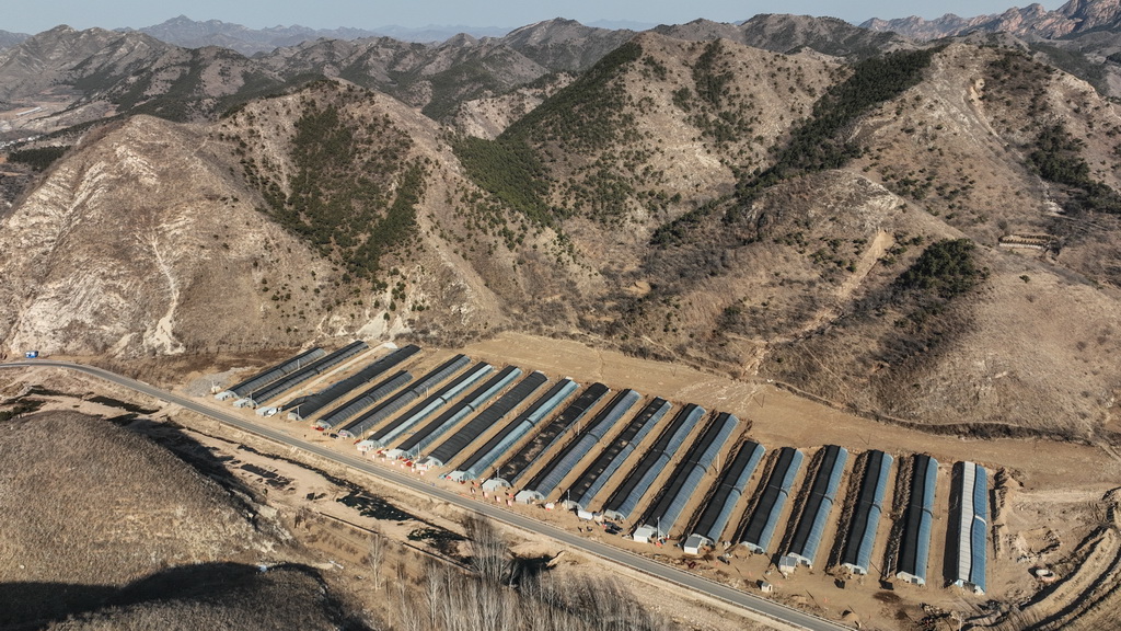 這是3月6日在遼寧省葫蘆島市建昌縣拍攝的香菇種植大棚（無人機照片）。新華社記者 潘昱龍 攝