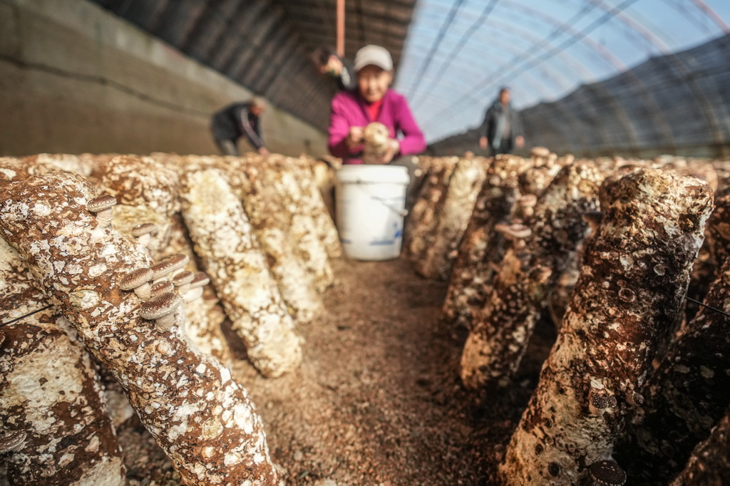 3月6日，在遼寧省葫蘆島市建昌縣，種植戶在香菇種植大棚采收香菇。新華社記者 潘昱龍 攝