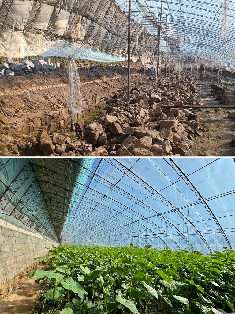 拼版照片：上圖為2024年8月30日在遼寧省葫蘆島市綏中縣拍攝的被洪水沖毀的黃瓜大棚（新華社發）；下圖為2025年3月6日在綏中縣拍攝的災后重新修建的黃瓜大棚（新華社記者 吳青昊 攝）。