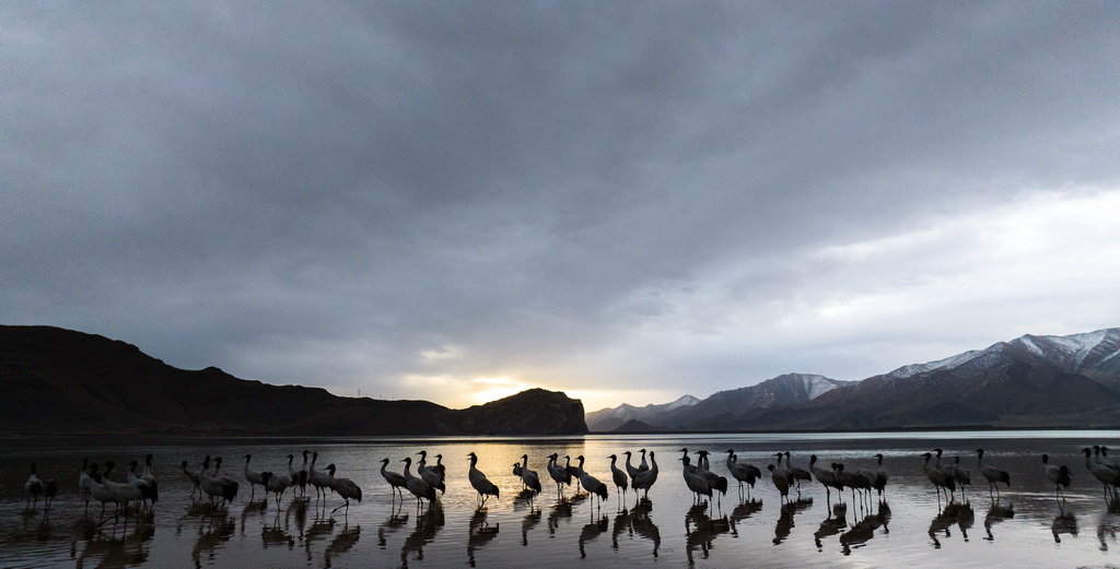 這是3月8日在拉薩市林周縣虎頭山水庫拍攝的黑頸鶴（無人機照片）。新華社記者 丁增尼達 攝