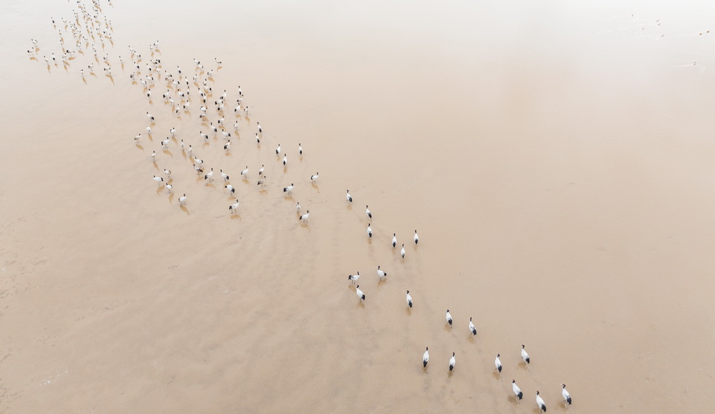 這是3月8日在拉薩市林周縣虎頭山水庫拍攝的黑頸鶴（無人機照片）。新華社記者 丁增尼達 攝