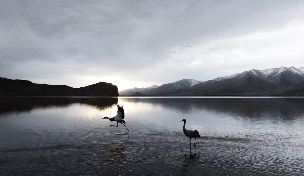 這是3月8日在拉薩市林周縣虎頭山水庫拍攝的黑頸鶴（無人機照片）。新華社記者 丁增尼達 攝