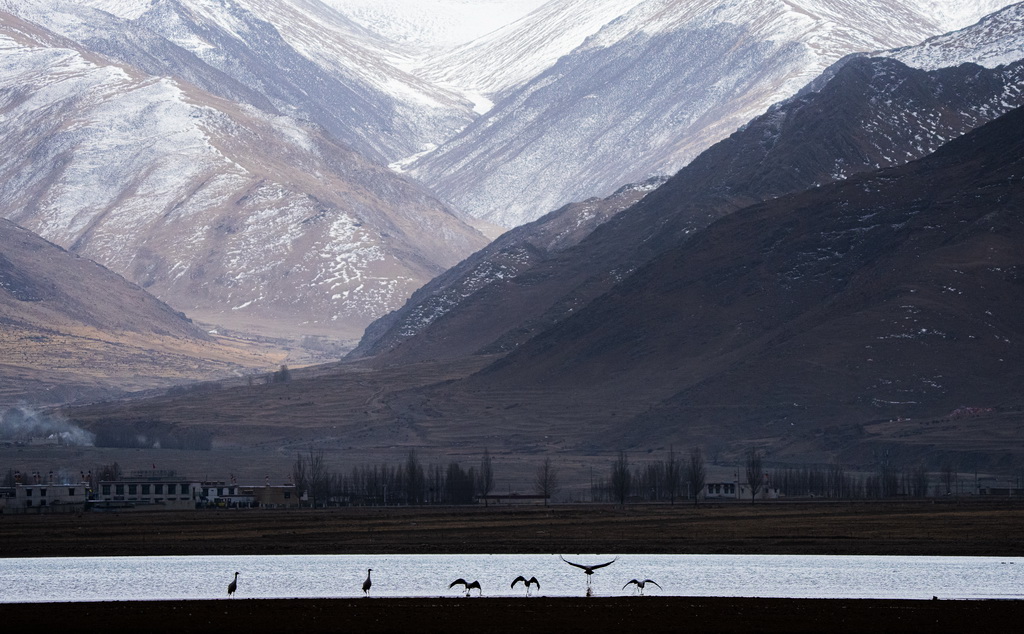 這是3月8日在拉薩市林周縣虎頭山水庫拍攝的黑頸鶴。新華社記者 丁增尼達 攝
