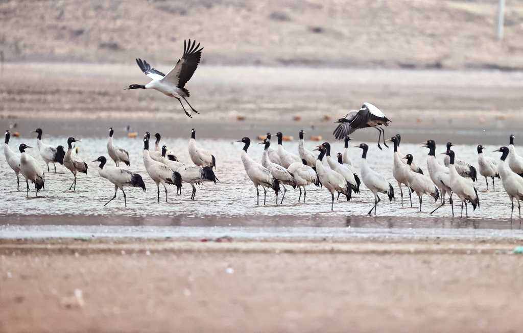 這是3月8日在拉薩市林周縣虎頭山水庫拍攝的黑頸鶴。新華社記者 姜帆 攝