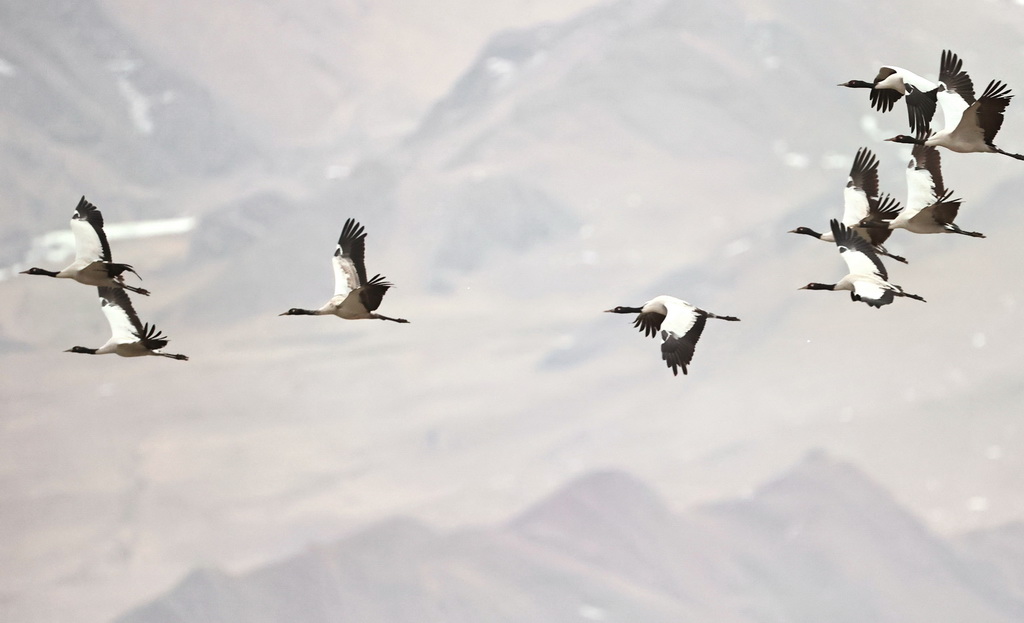 這是3月8日在拉薩市林周縣虎頭山水庫拍攝的黑頸鶴。新華社記者 姜帆 攝