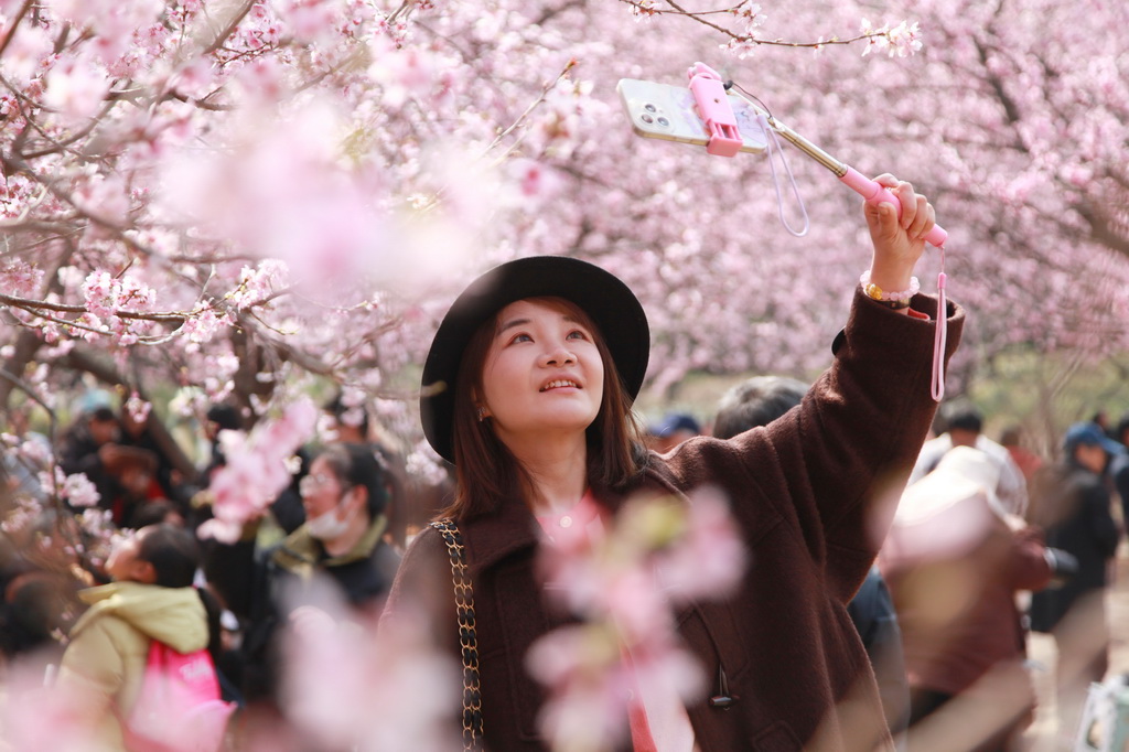 3月9日，游客在南京中山植物園拍攝櫻花。新華社發（劉建華攝）