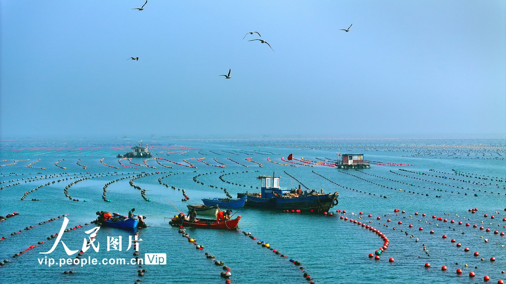 山東榮成：收獲牡蠣【2】