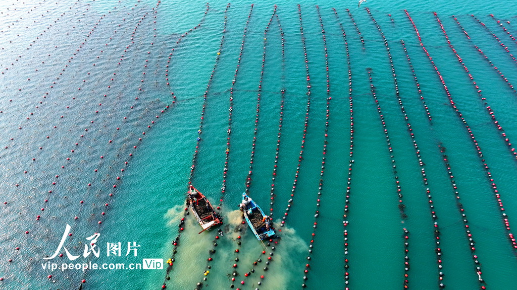 山東榮成：收獲牡蠣【3】