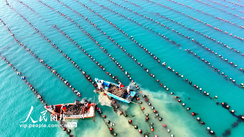 山東榮成：收獲牡蠣【4】