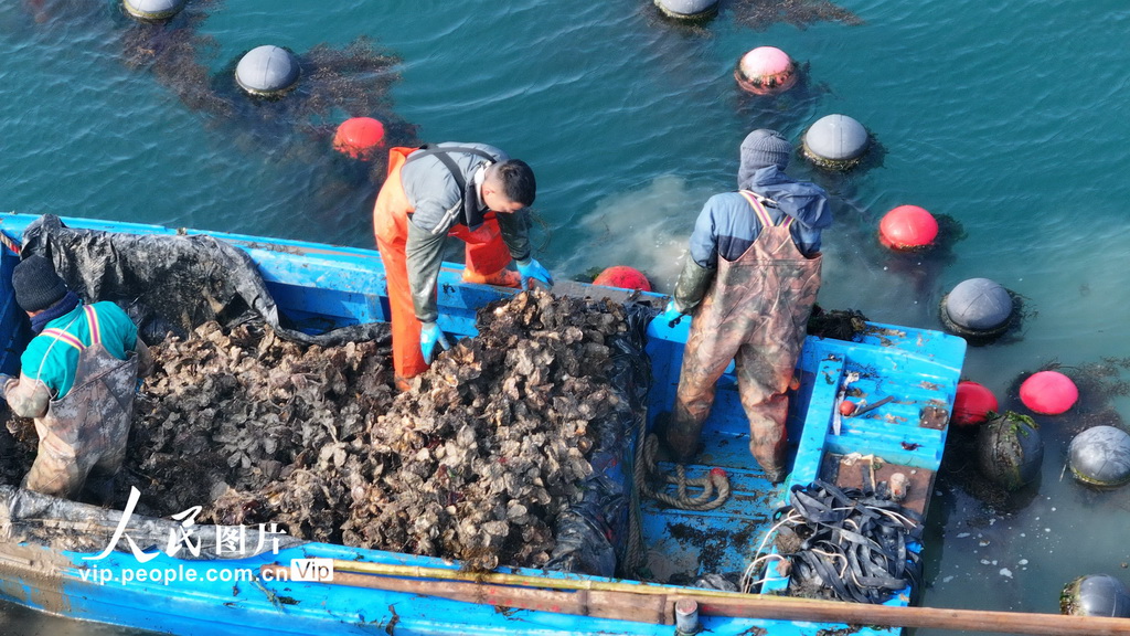 山東榮成：收獲牡蠣【5】