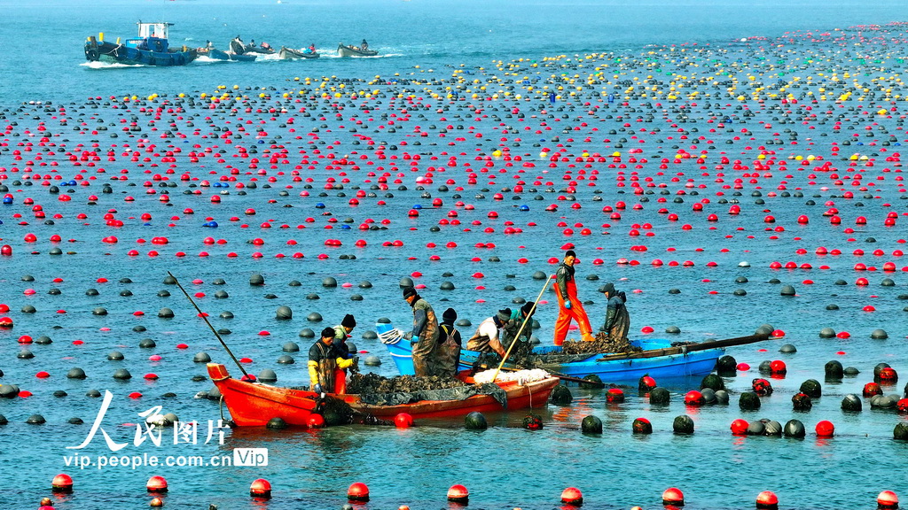 山東榮成：收獲牡蠣