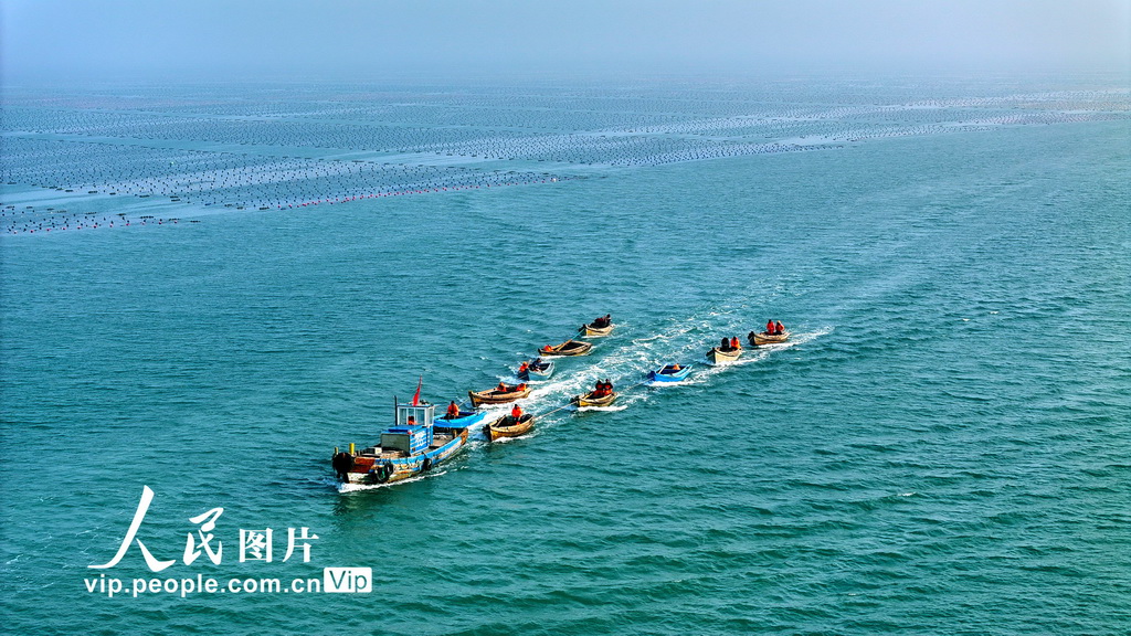 山東榮成：收獲牡蠣【7】