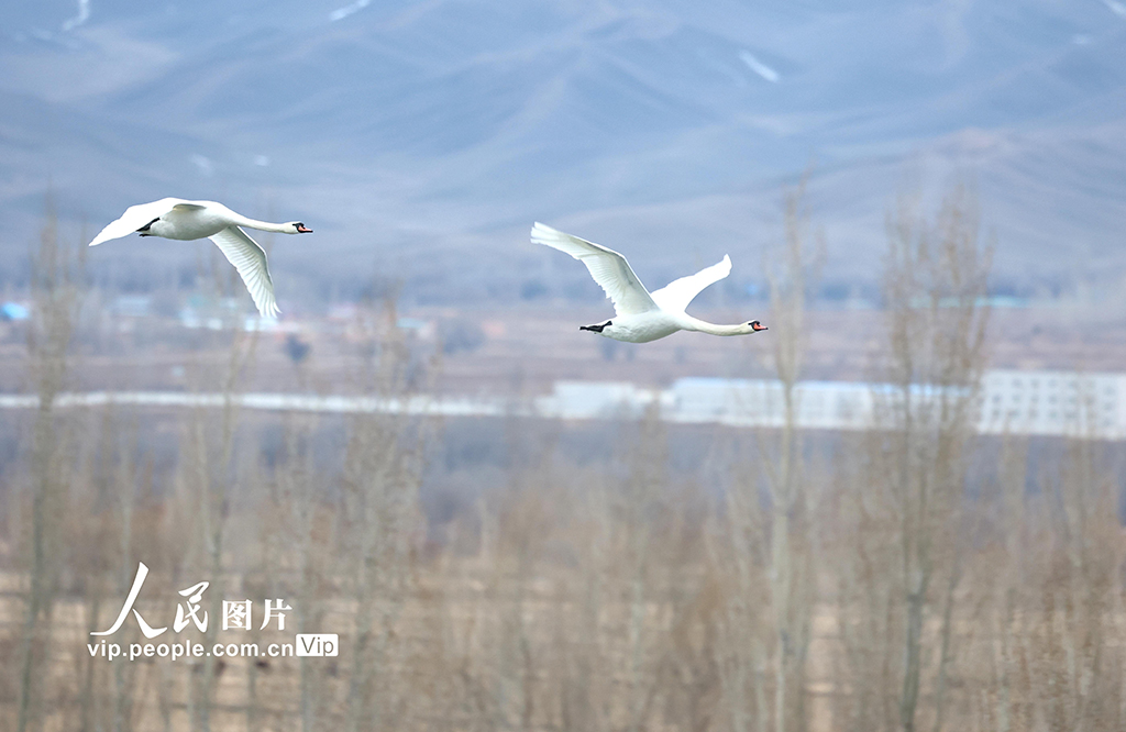 新疆伊寧：濕地公園天鵝舞【2】