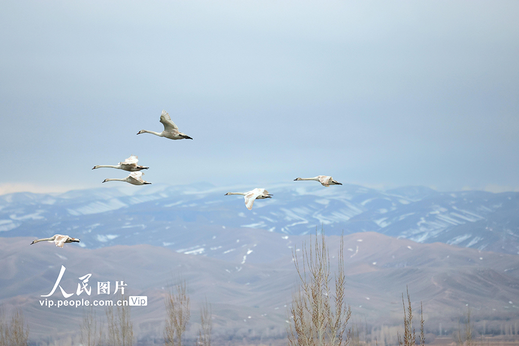 新疆伊寧：濕地公園天鵝舞