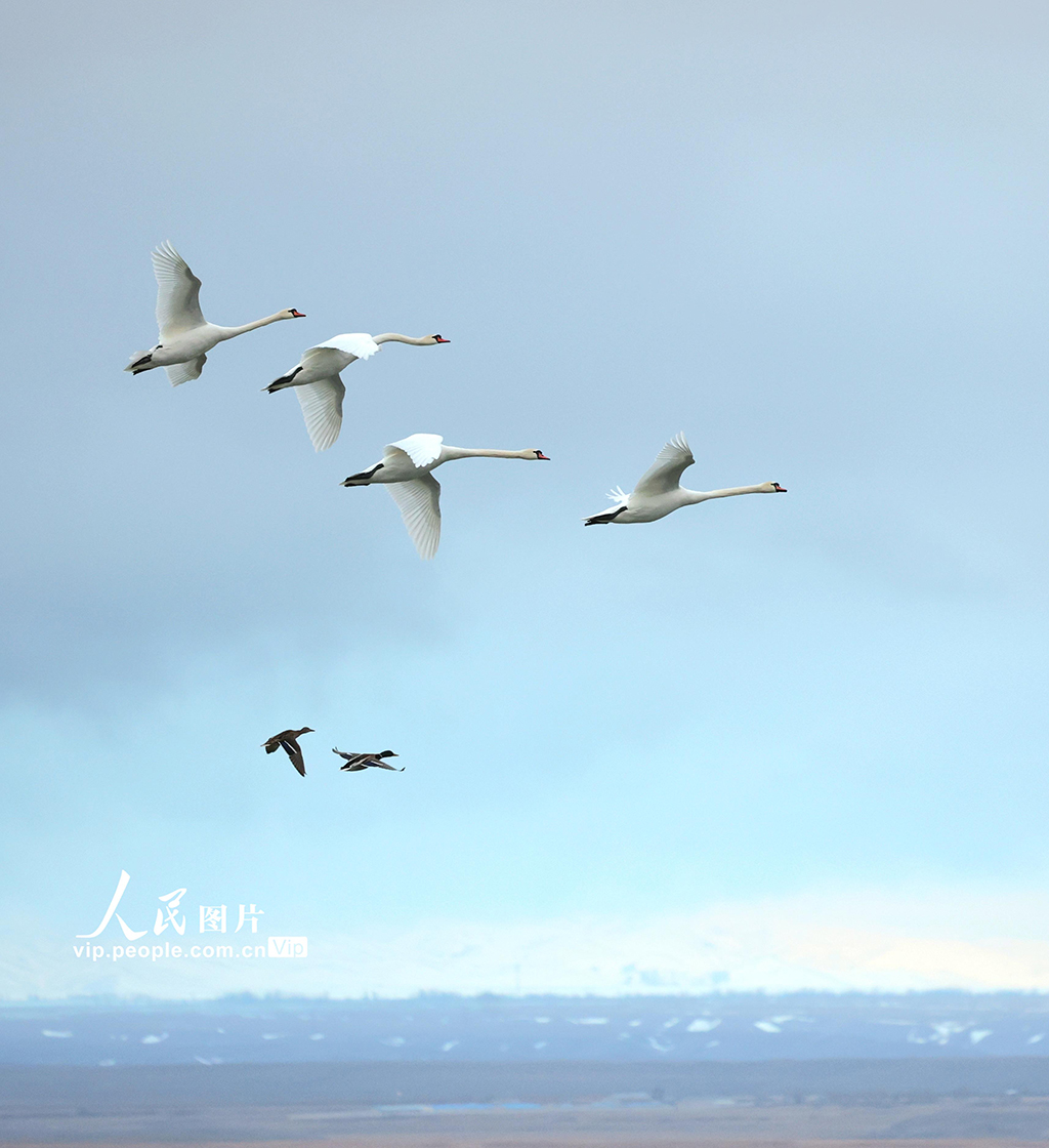 新疆伊寧：濕地公園天鵝舞【3】