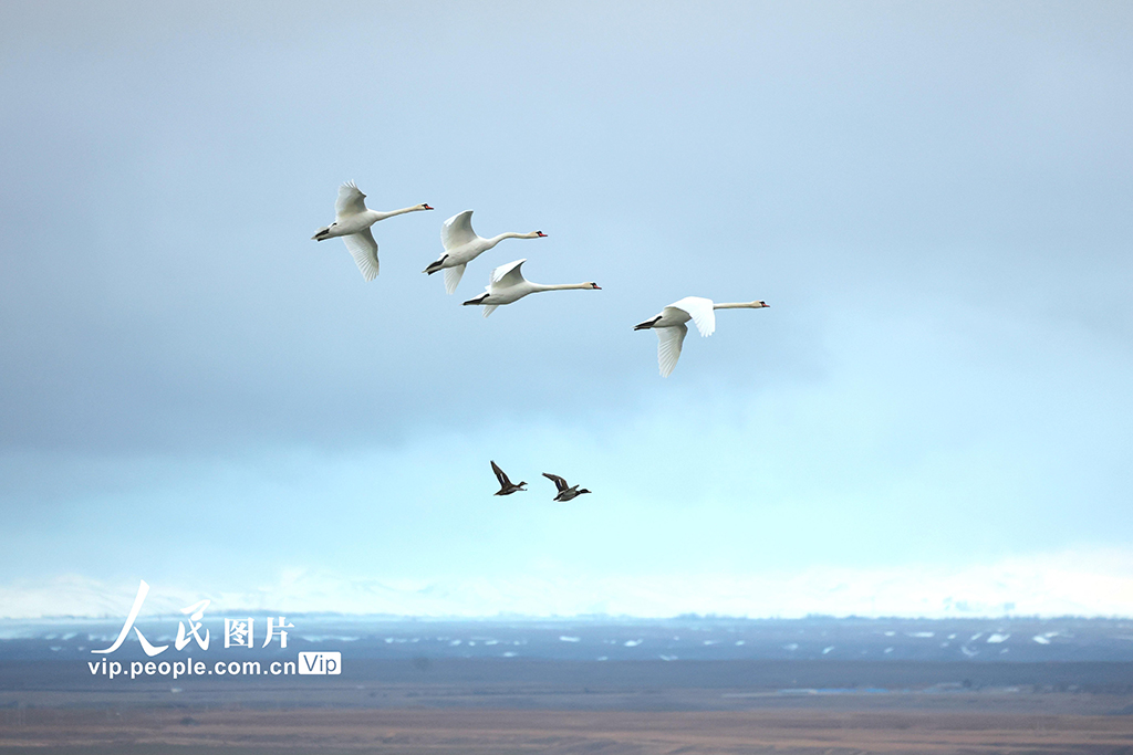 新疆伊寧：濕地公園天鵝舞【4】