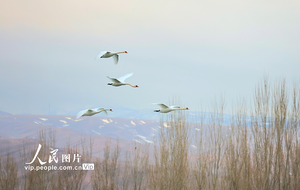 新疆伊寧：濕地公園天鵝舞【5】