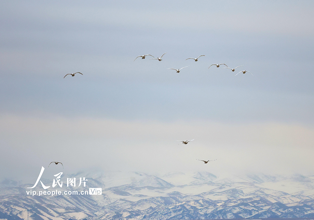 新疆伊寧：濕地公園天鵝舞【6】