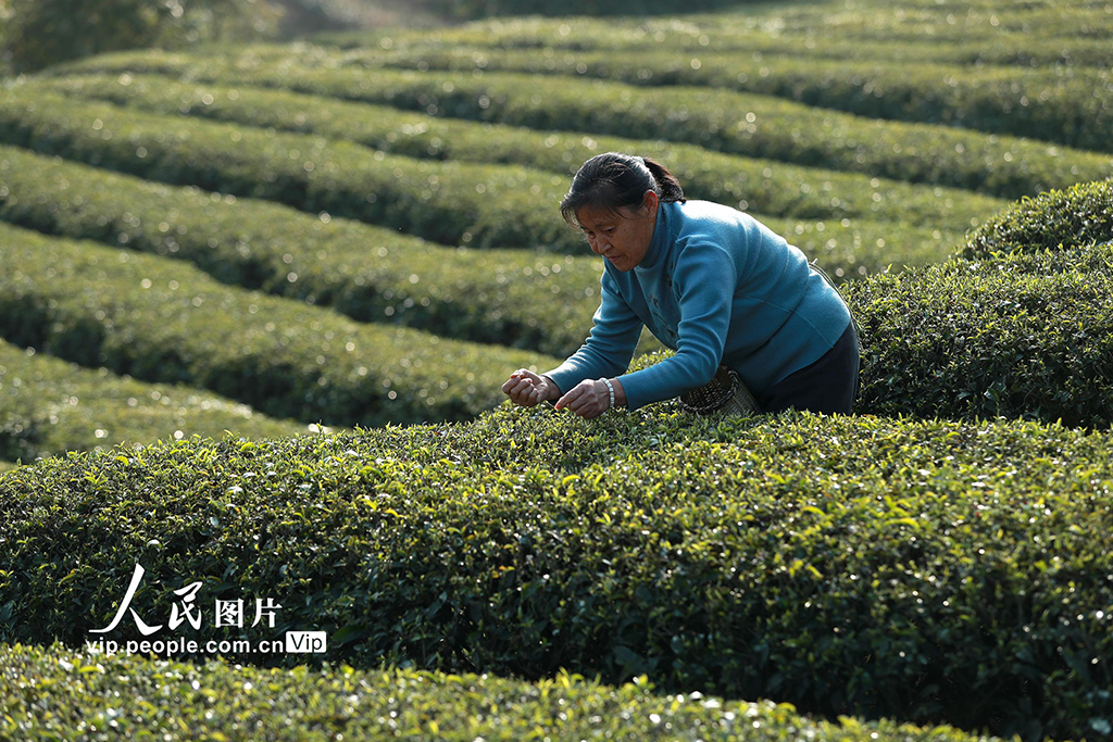 湖北秭歸：早春茶采摘忙【2】