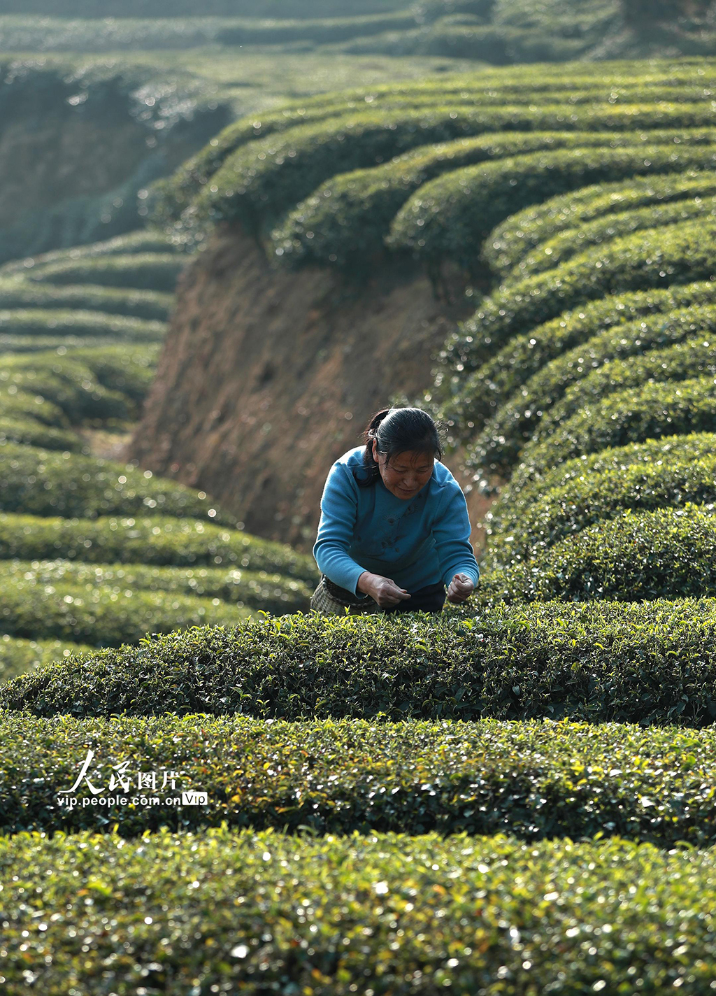 湖北秭歸：早春茶采摘忙【3】