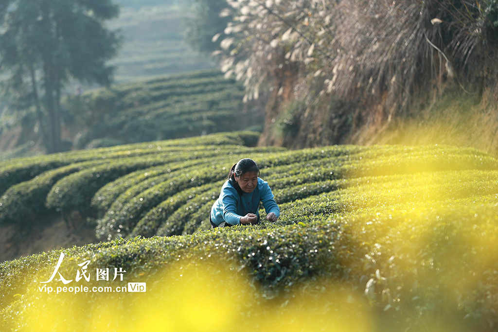 湖北秭歸：早春茶采摘忙【4】