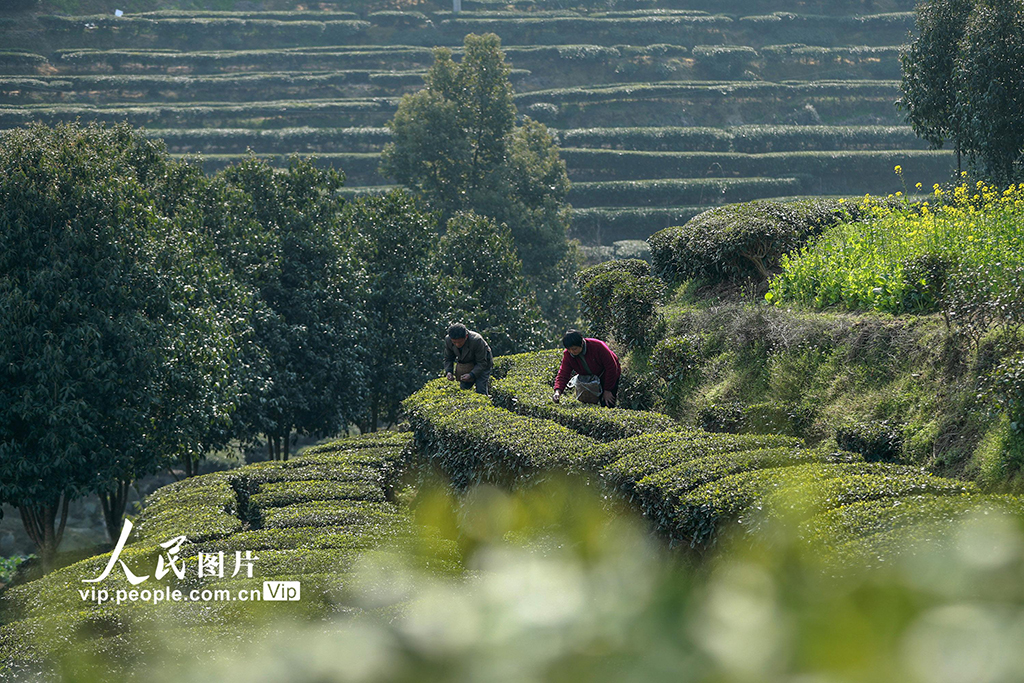 湖北秭歸：早春茶采摘忙【5】