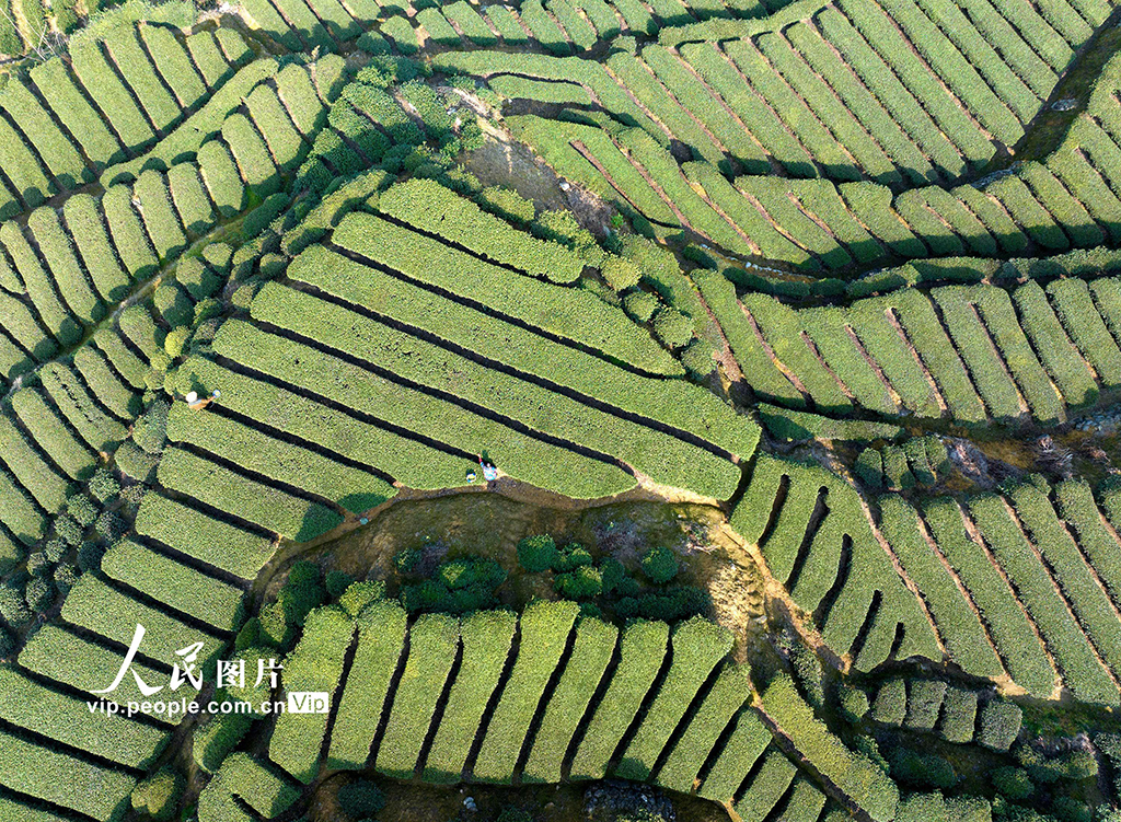 湖北秭歸：早春茶采摘忙【6】