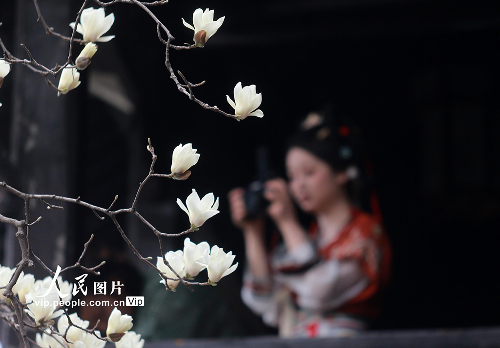 江蘇揚州：玉蘭花開醉游人【4】