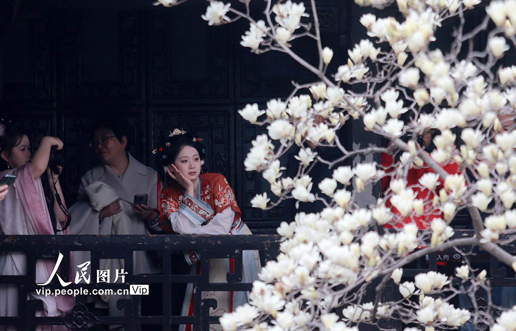 江蘇揚州：玉蘭花開醉游人