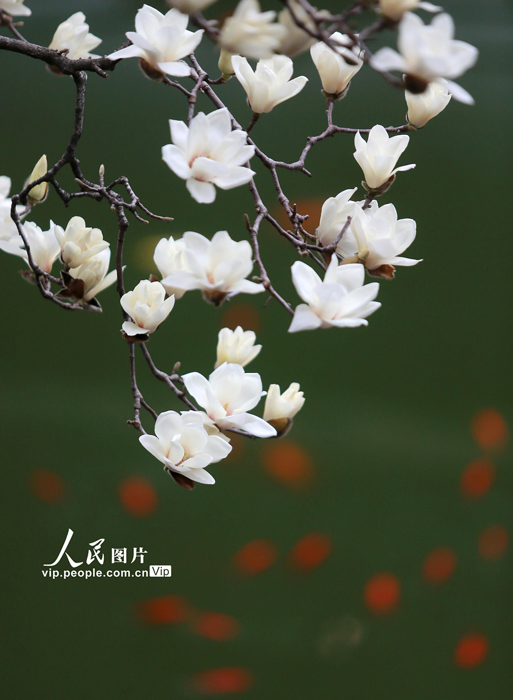 江蘇揚州：玉蘭花開醉游人【3】