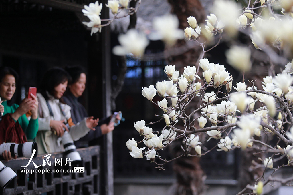 江蘇揚州：玉蘭花開醉游人【2】