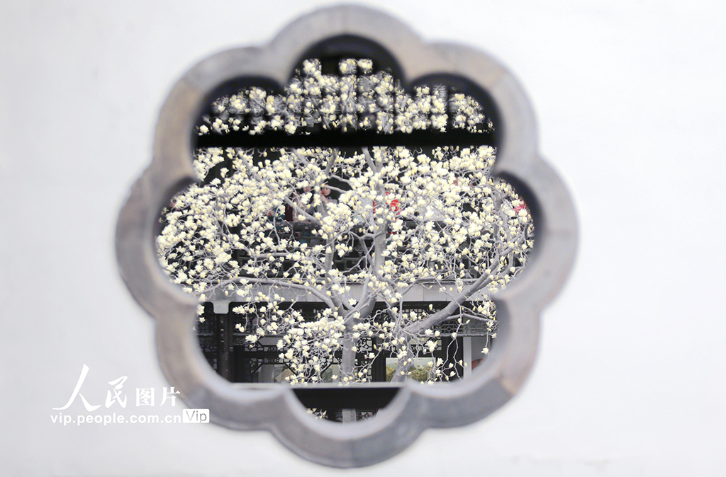 江蘇揚州：玉蘭花開醉游人【5】