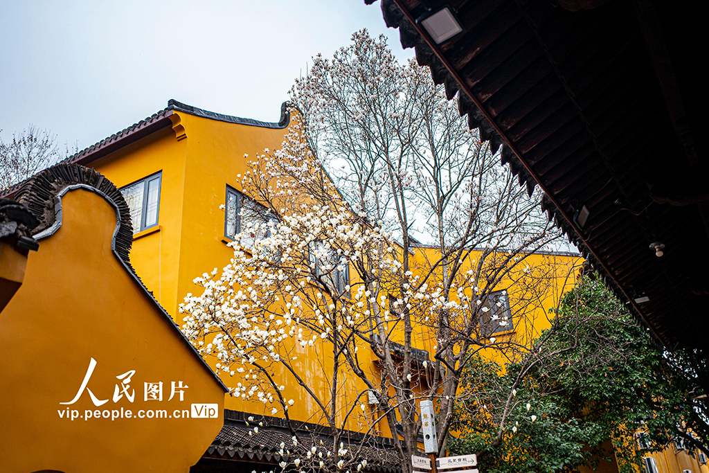 上海：龍華寺白玉蘭迎春綻放【4】