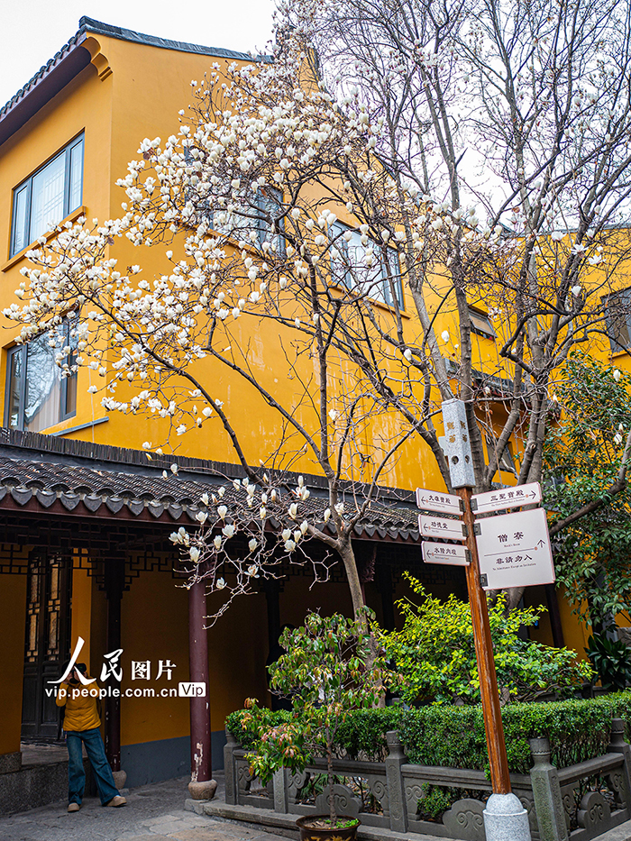 上海：龍華寺白玉蘭迎春綻放【2】