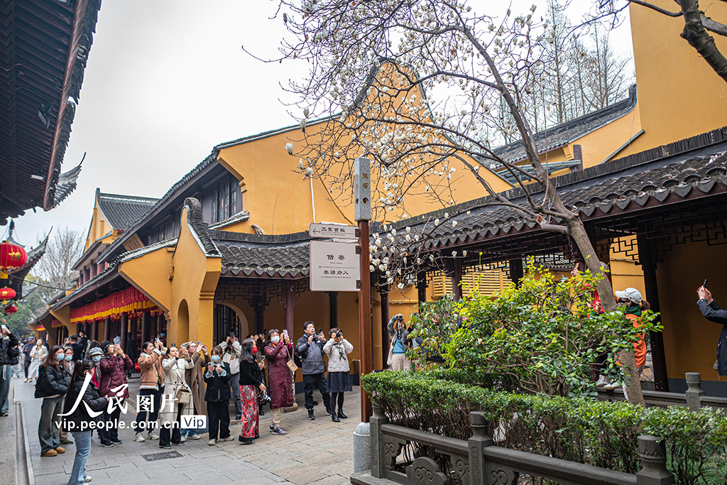 上海：龍華寺白玉蘭迎春綻放【3】