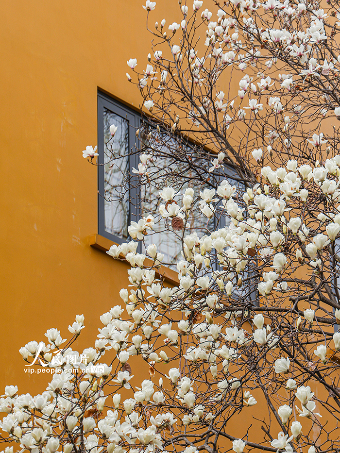 上海：龍華寺白玉蘭迎春綻放【5】