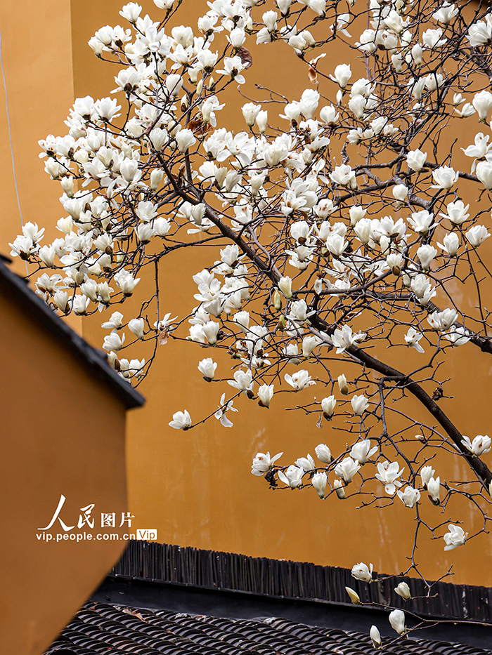 上海：龍華寺白玉蘭迎春綻放【6】