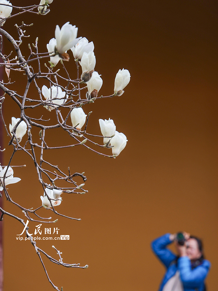 上海：龍華寺白玉蘭迎春綻放【7】